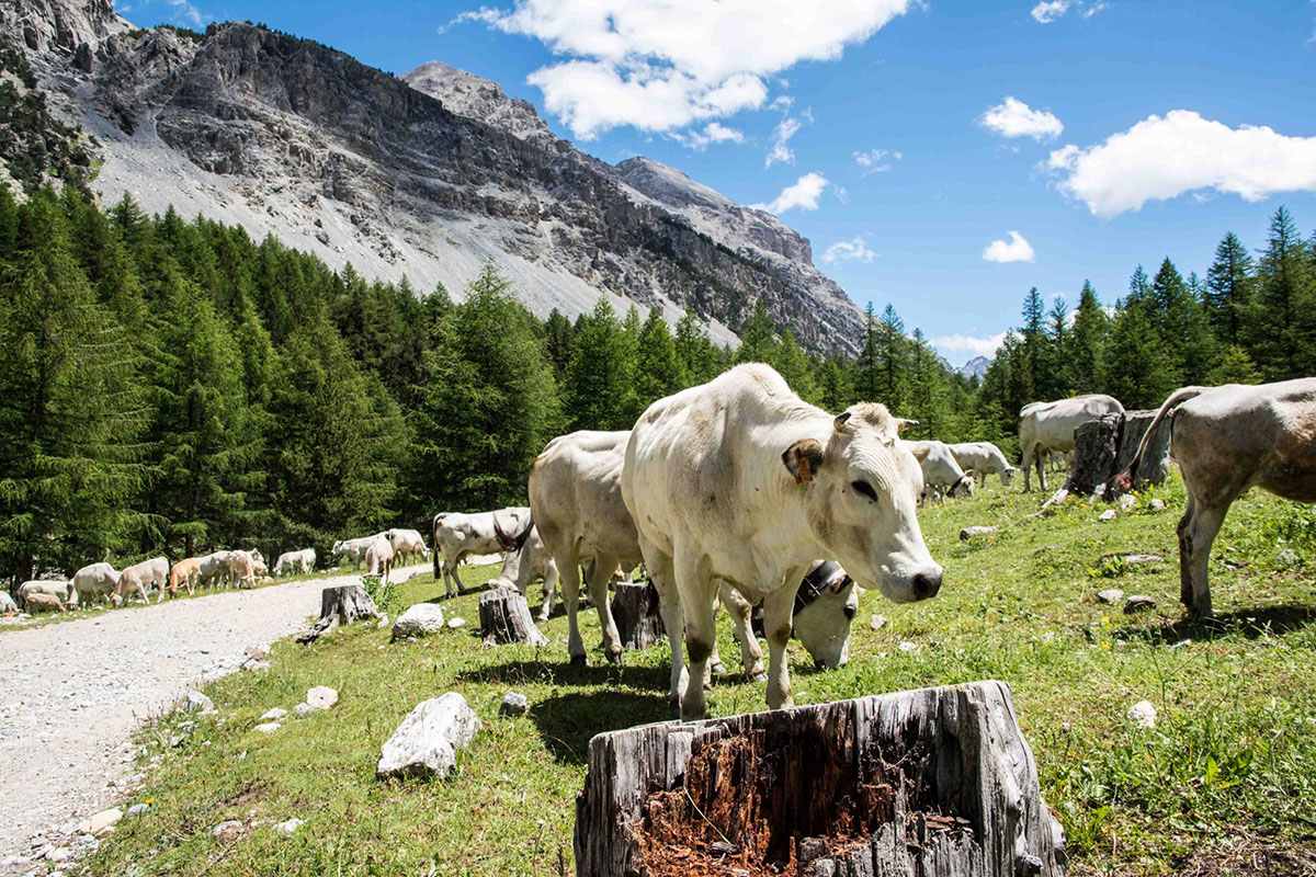Mucche in Valle Stretta